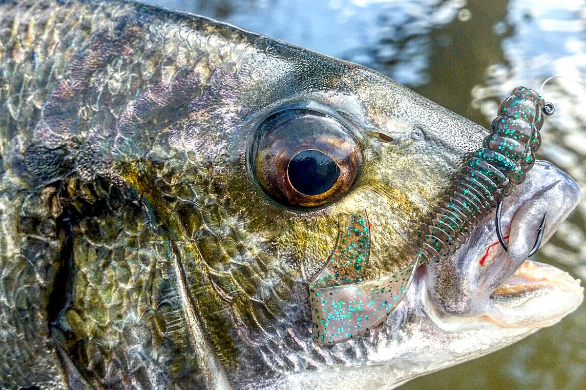 Grubs For Bream