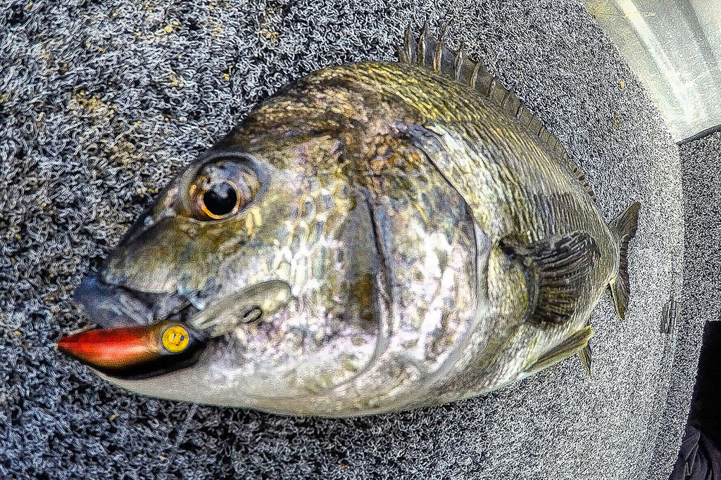 Fishing Hard Bodies For Bream