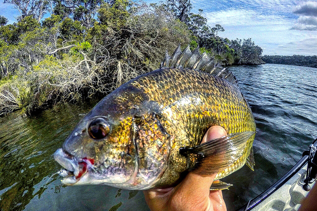 How To Catch Winter Bream