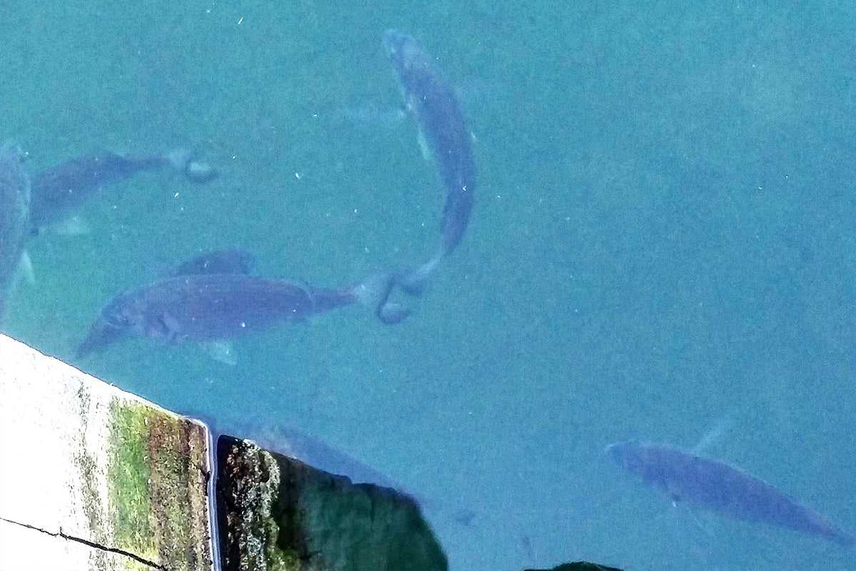 The Art Of Slow Rolling Grubs For Bream