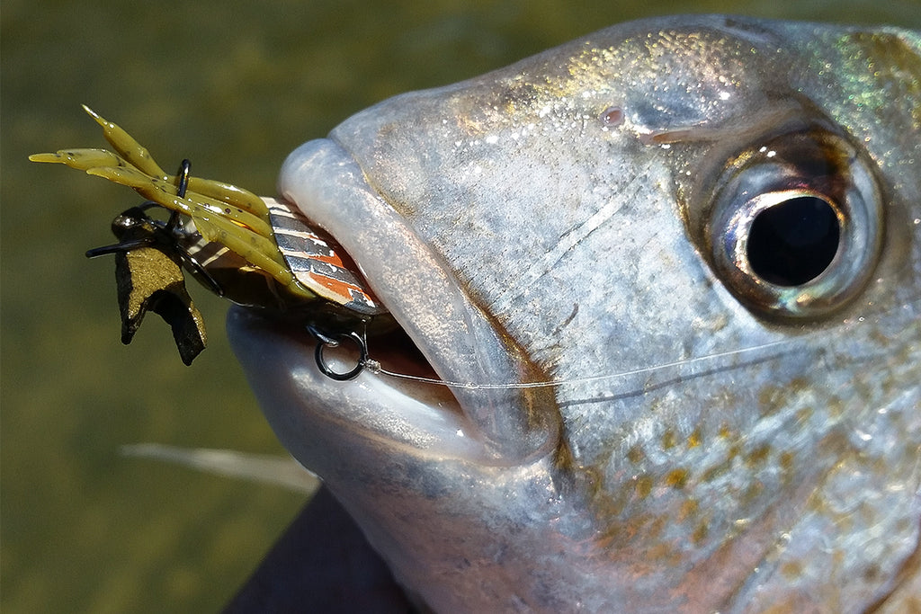 Lure Fishing for Tarwhine in Western Australia